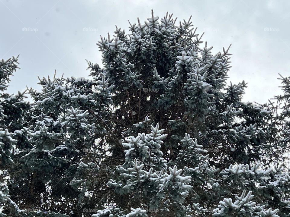 Pine tree blanketed with snow