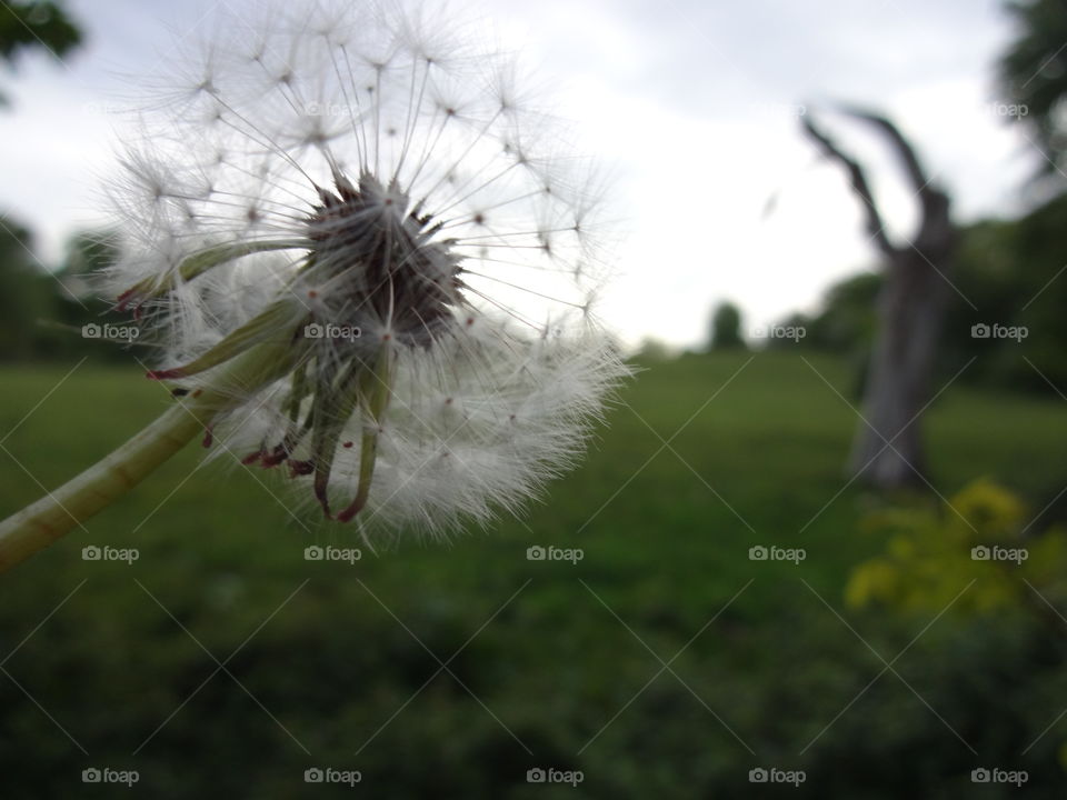 dandelion. on a walk ☺