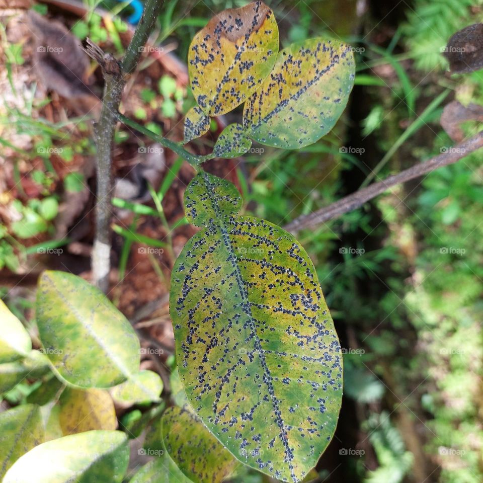 leaves with black spots that indicate disease due to pests