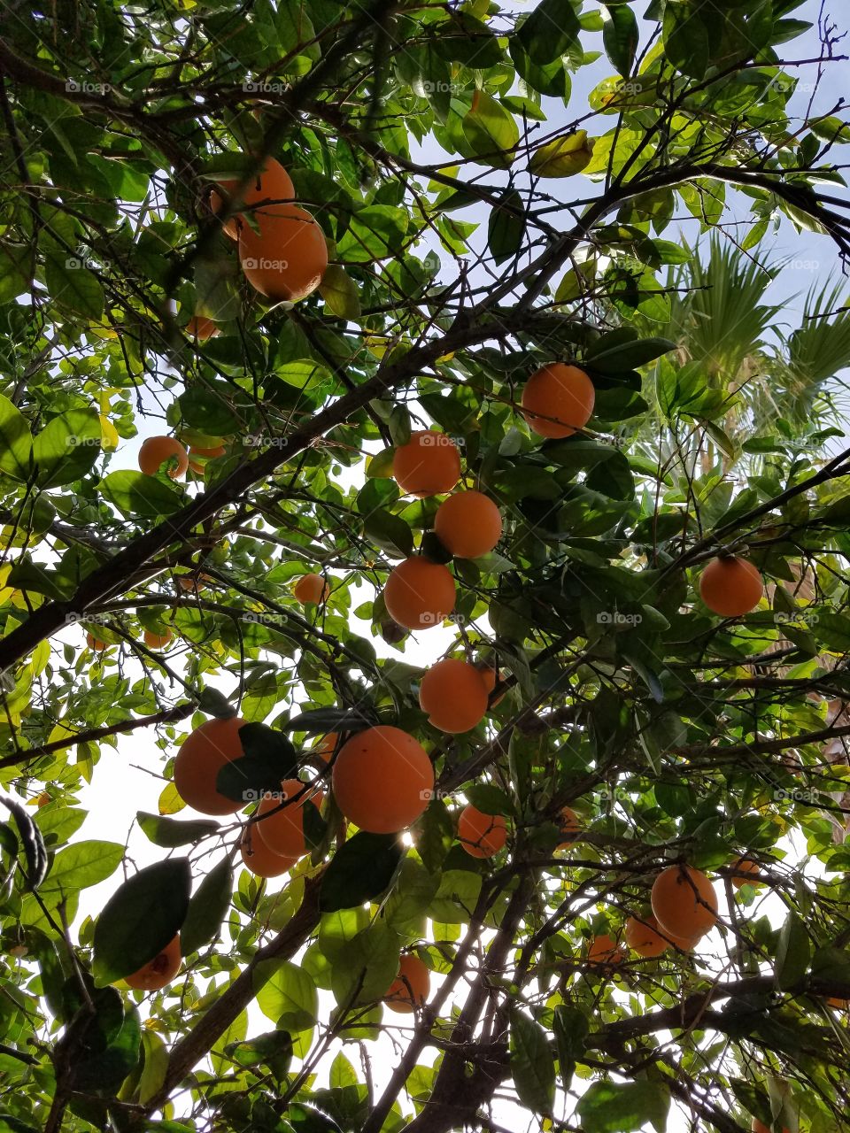 backyard oranges