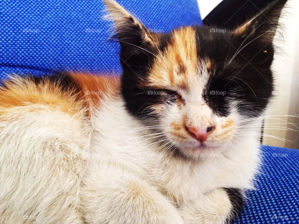 yellow close face white by a.bilbaisi