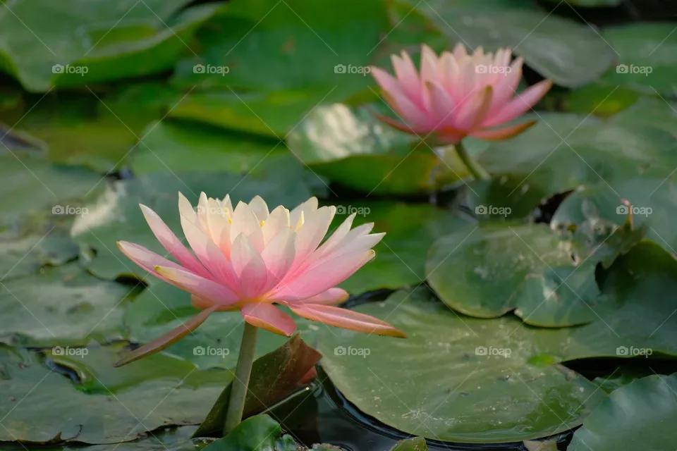 pink flowers