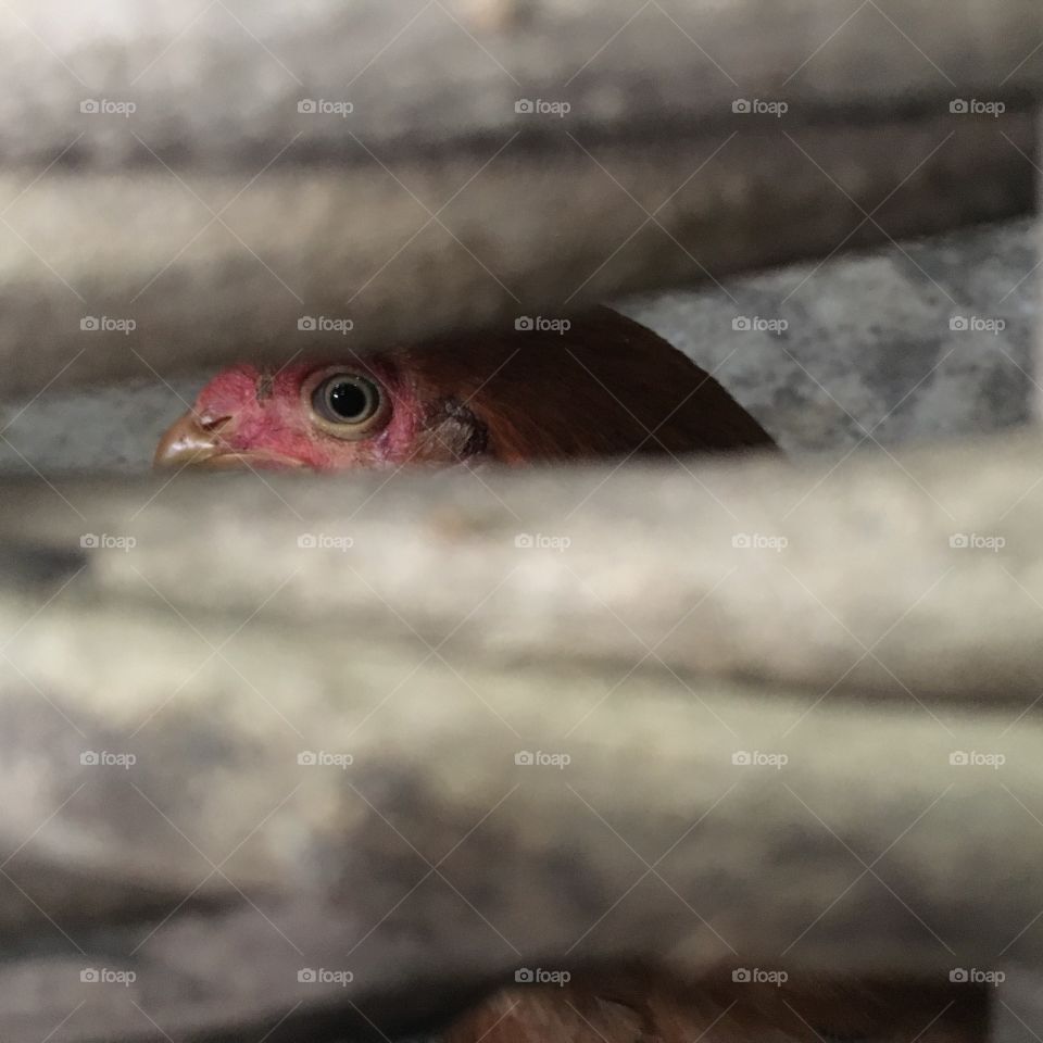 Hen inside it’s nest 