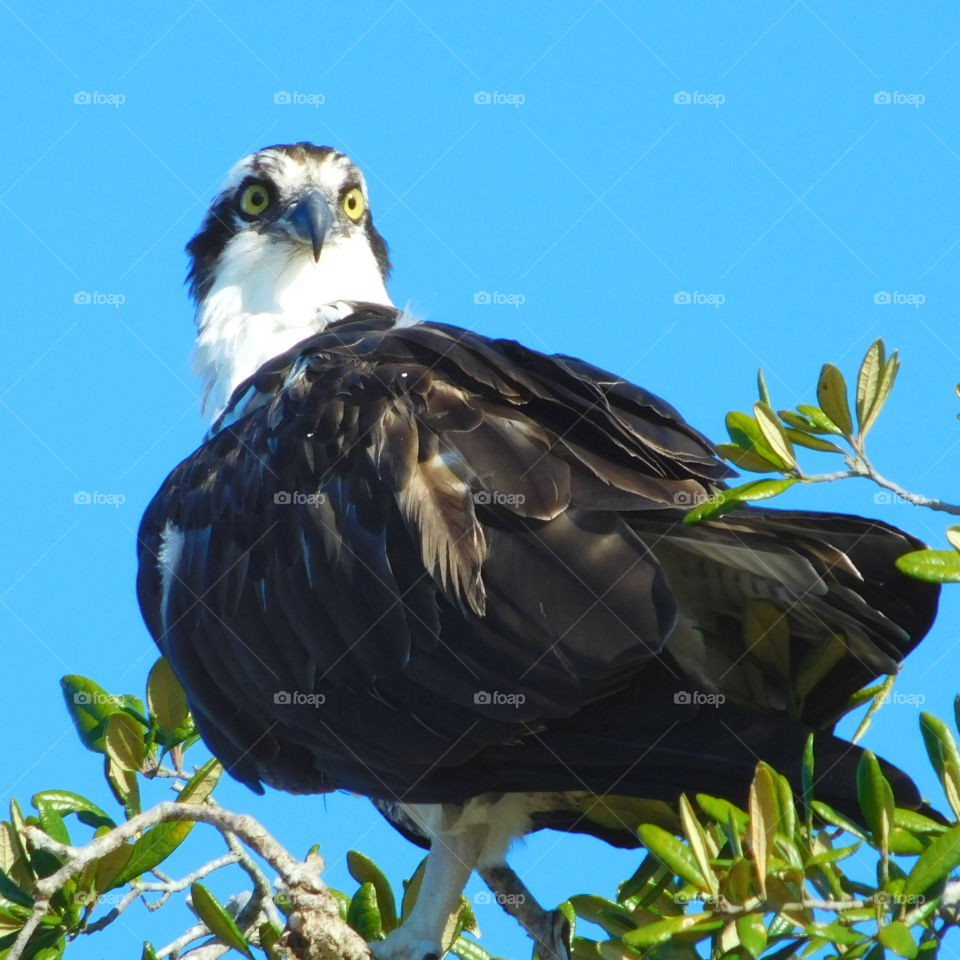 "Osprey perched in his observation tower!