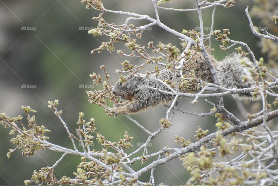 A squirrel desperately reaching for food on branch