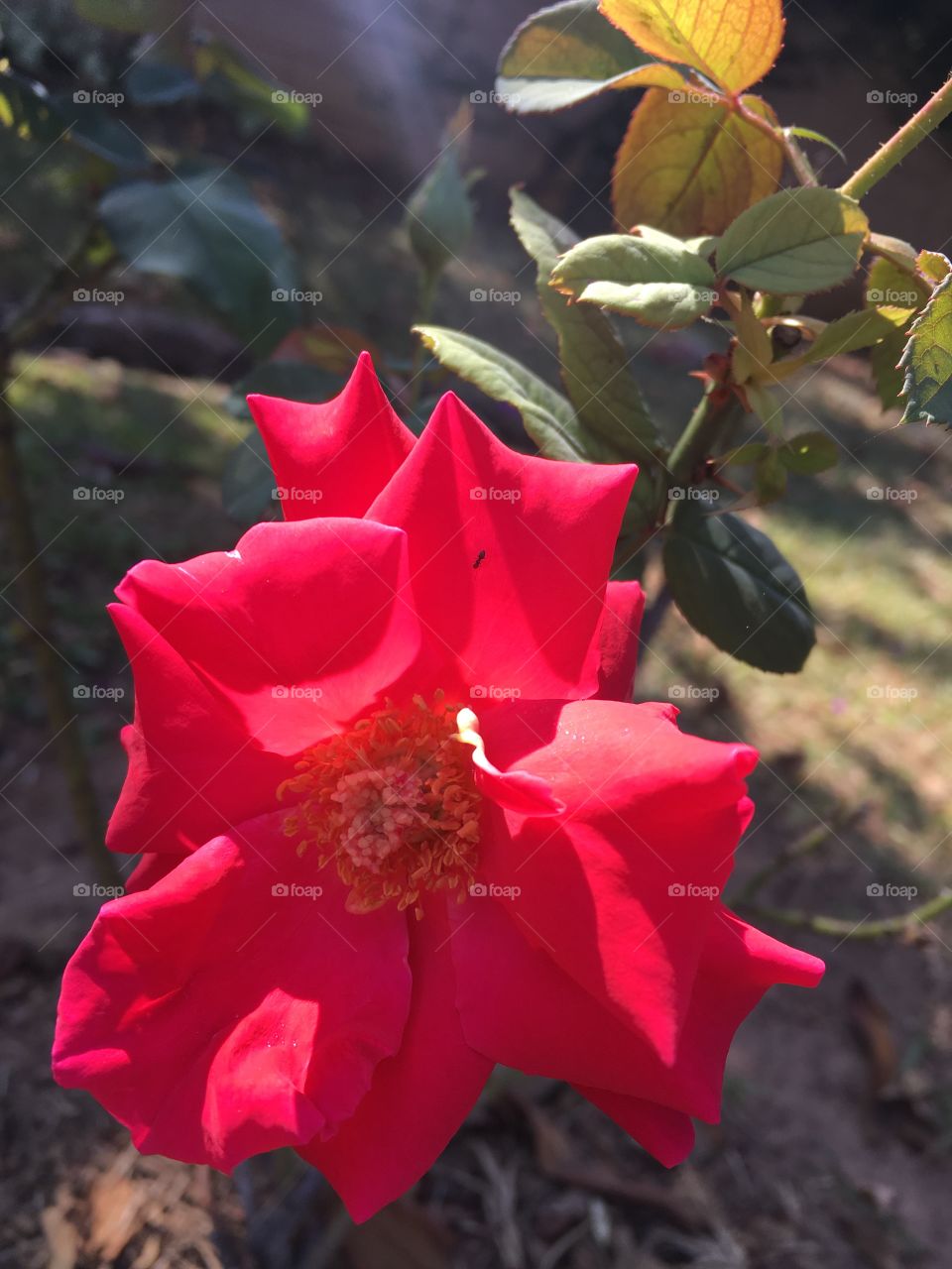 🌼#Flores do nosso #jardim, para alegrar e embelezar nosso dia!
#Jardinagem é nosso #hobby.
🌹
#flor #flowers #flower #pétalas #garden #natureza #nature #flora