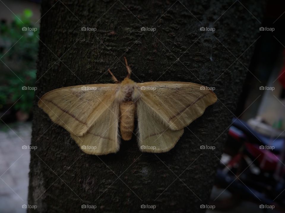 gray moth