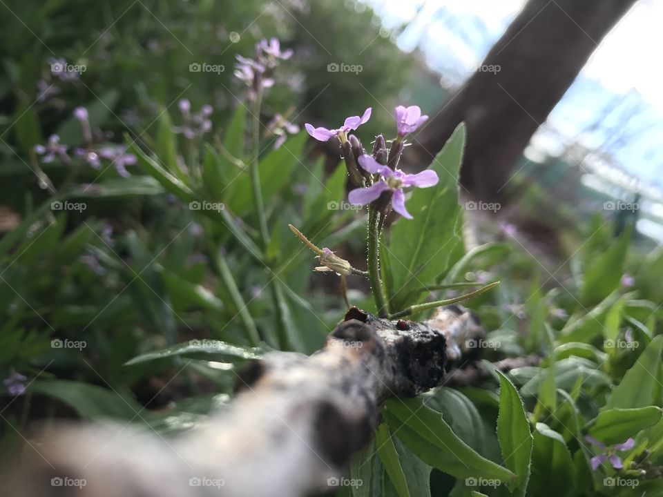 Flowers on a rainy day. 