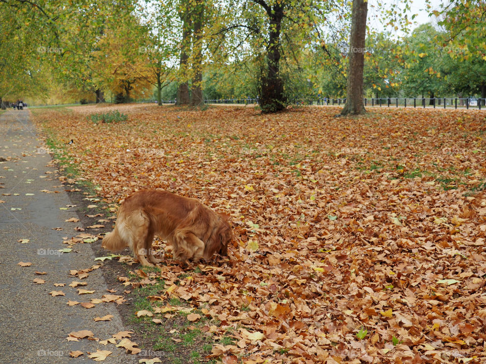 Golden retriever blending in while playing among the fall leaves in Hyde Park in London.