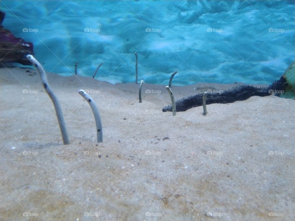 Under the sea
Under the sea
Darling it's better
Down where it's wetter
Take it from me
Up on the shore they work all day
Out in the sun they slave away
While we devotin'
Full time to floatin'
Under the sea 🎼