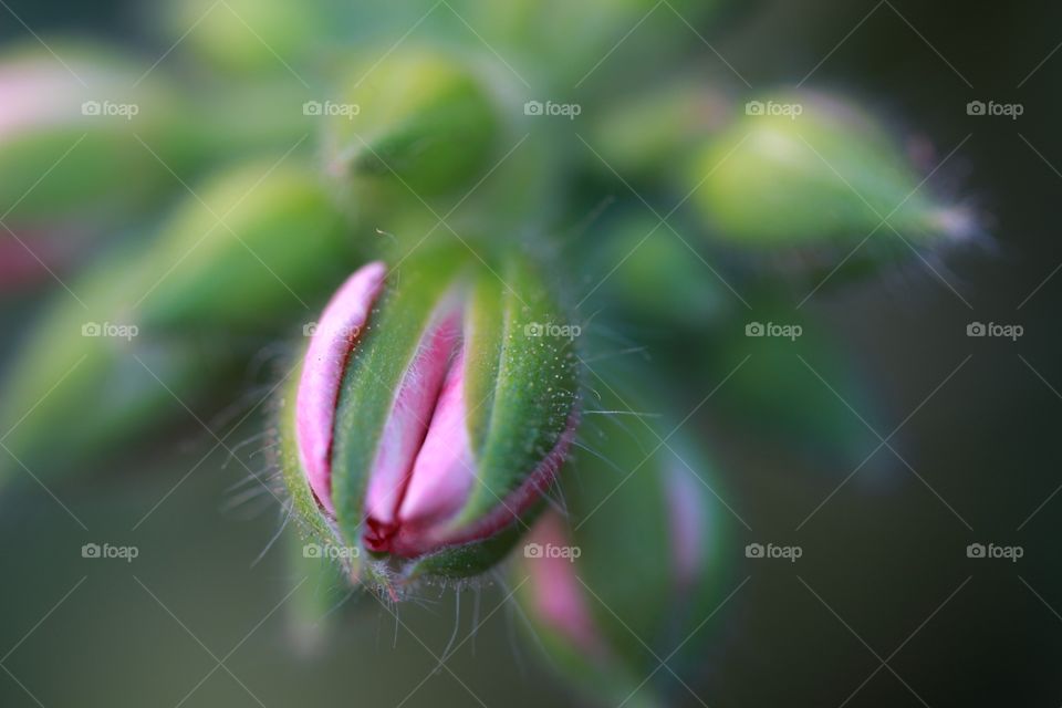 Close-up of pink flower bud