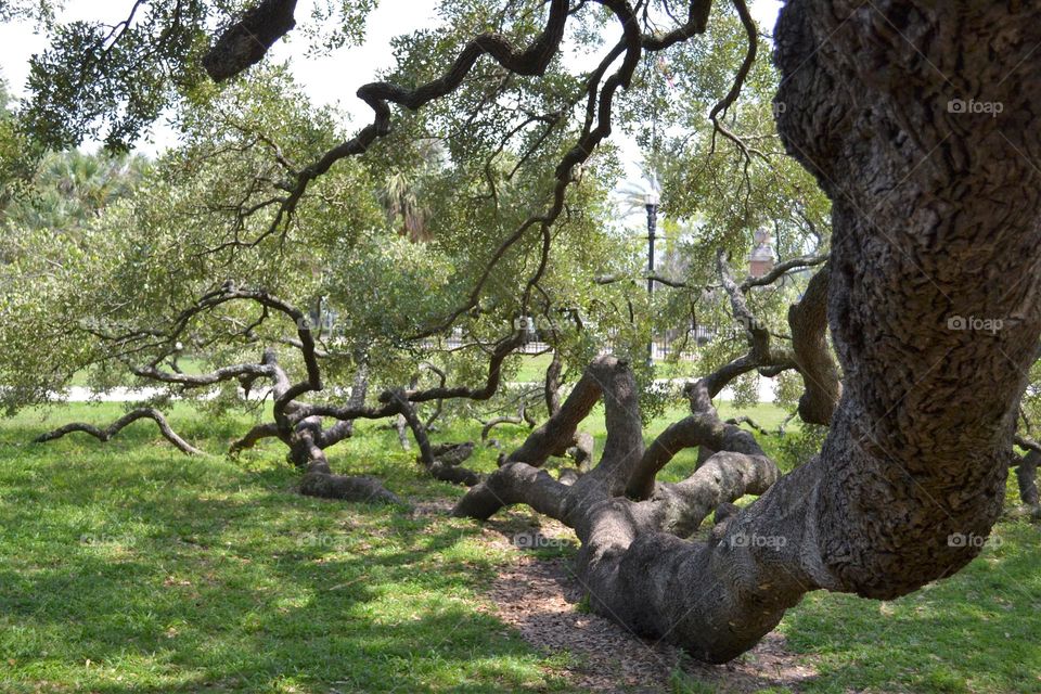 A long, huge tree branch lying across the ground with several large branches hanging above it