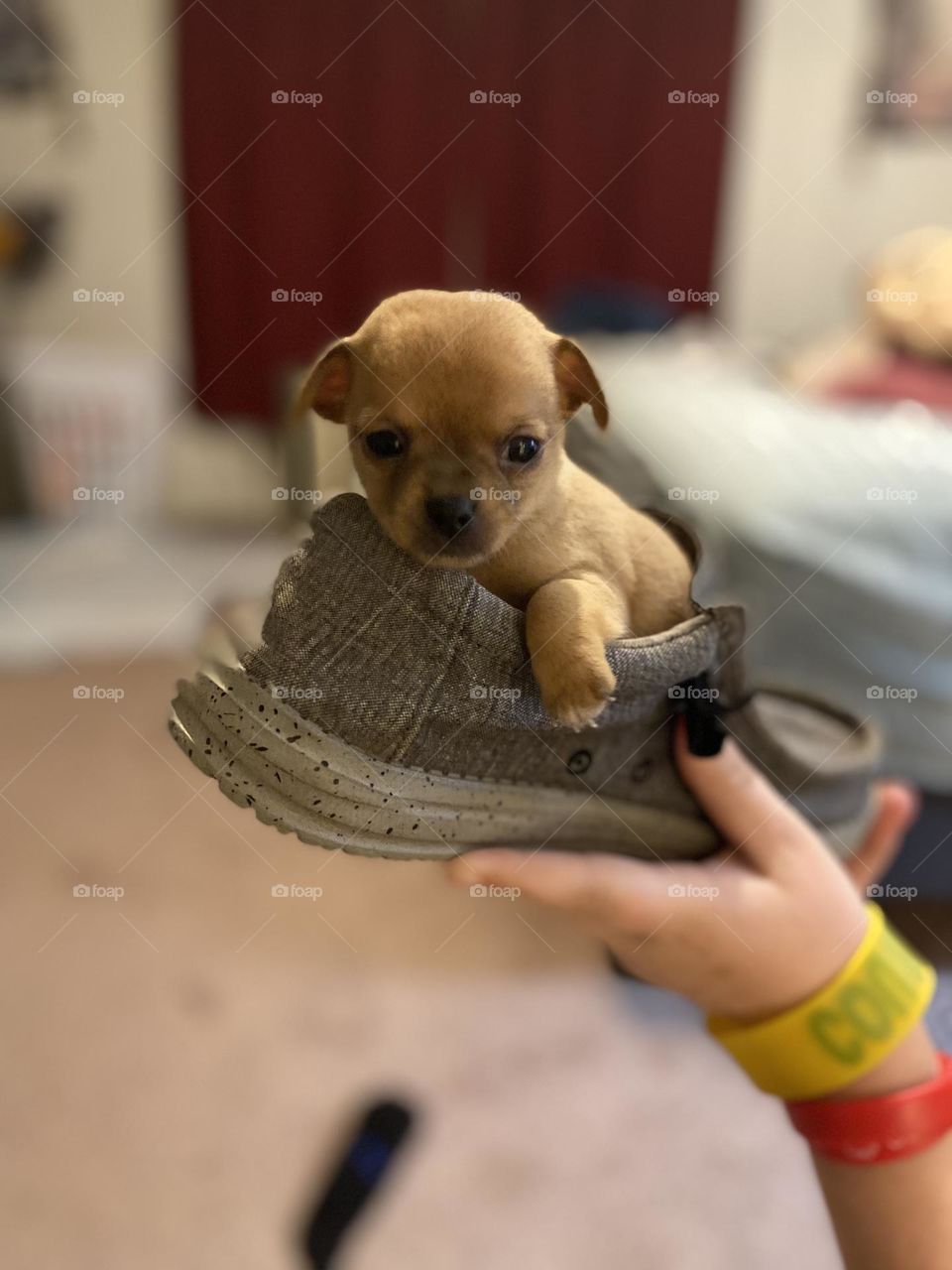 Tiny BamBam in a shoe! 