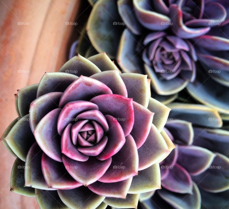 Succulent 