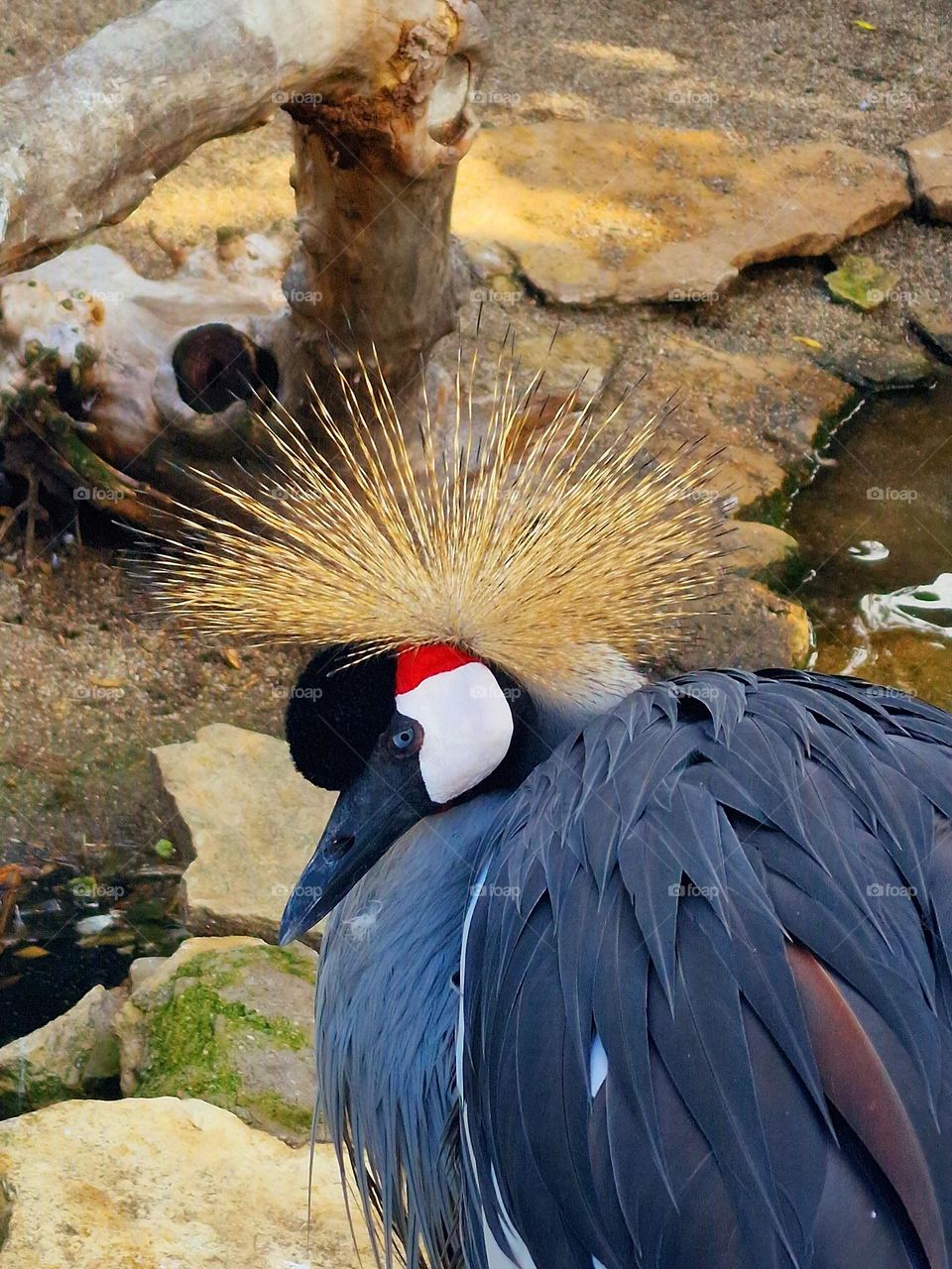 bird at zoo