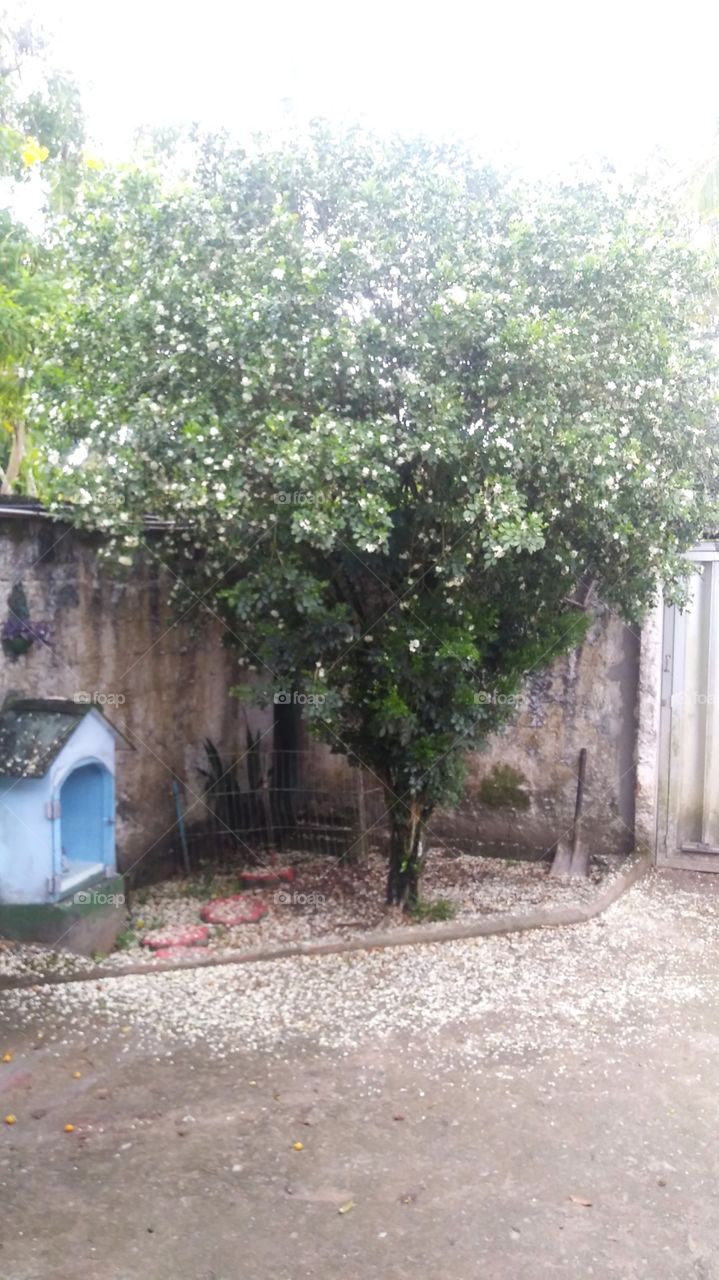 spring and its flowers