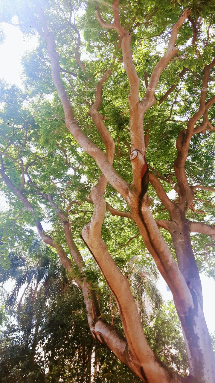 Pé de Jatobá - Jatoba tree