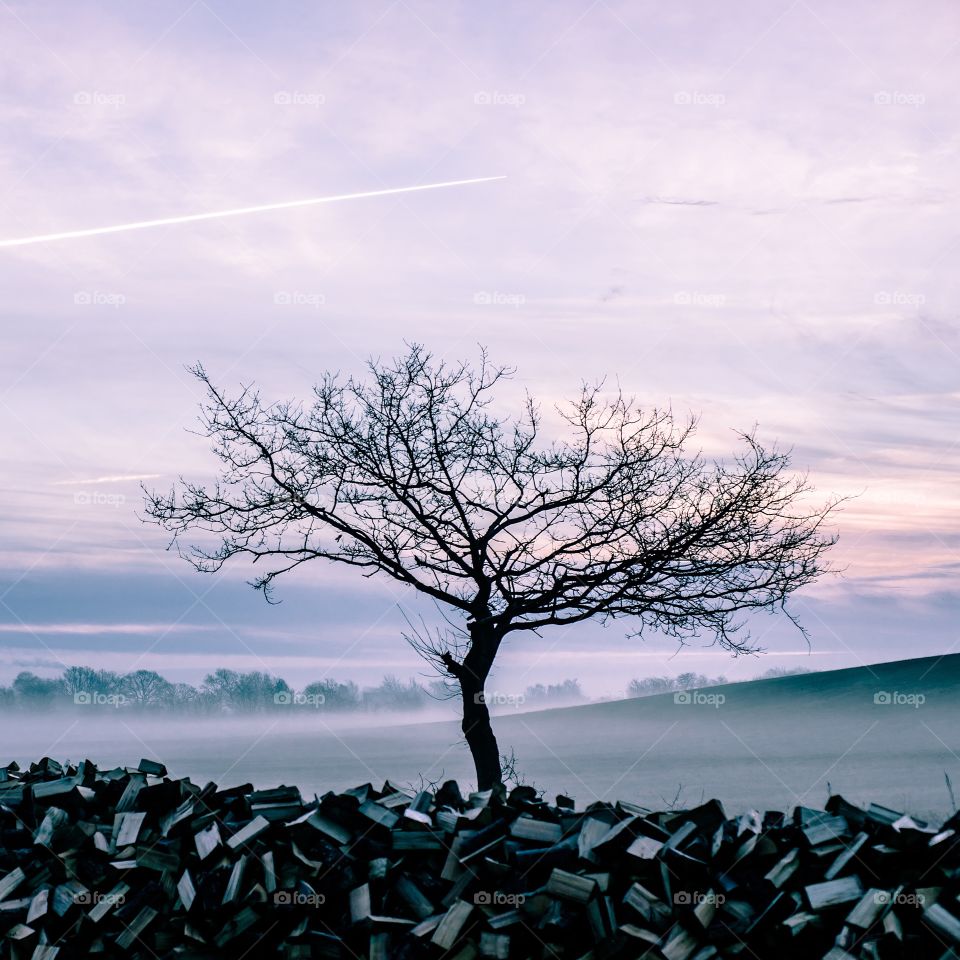 Lonely tree in the mist