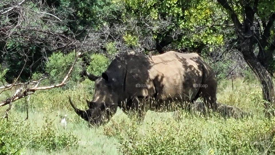 white rino in the shade of a tree