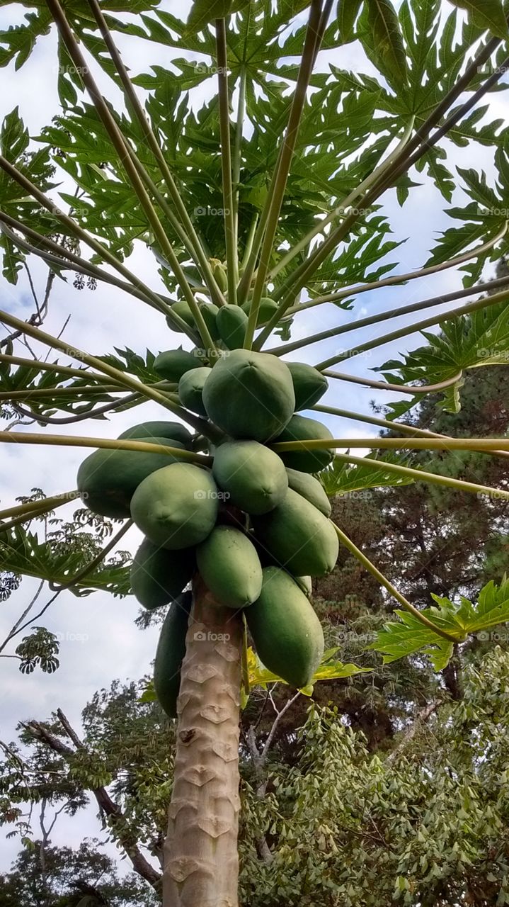 Sentado à beira do mamoeiro para relaxar nesse atípico dia de confusão nos postos do Brasil!