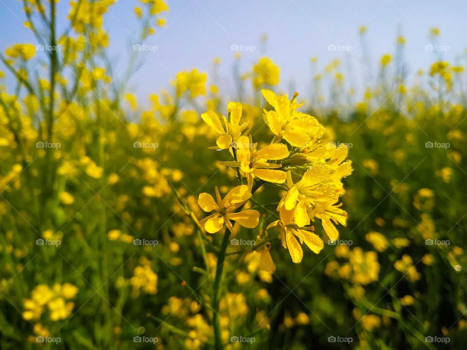A dew drop yellow mustard flower with a blurry background
