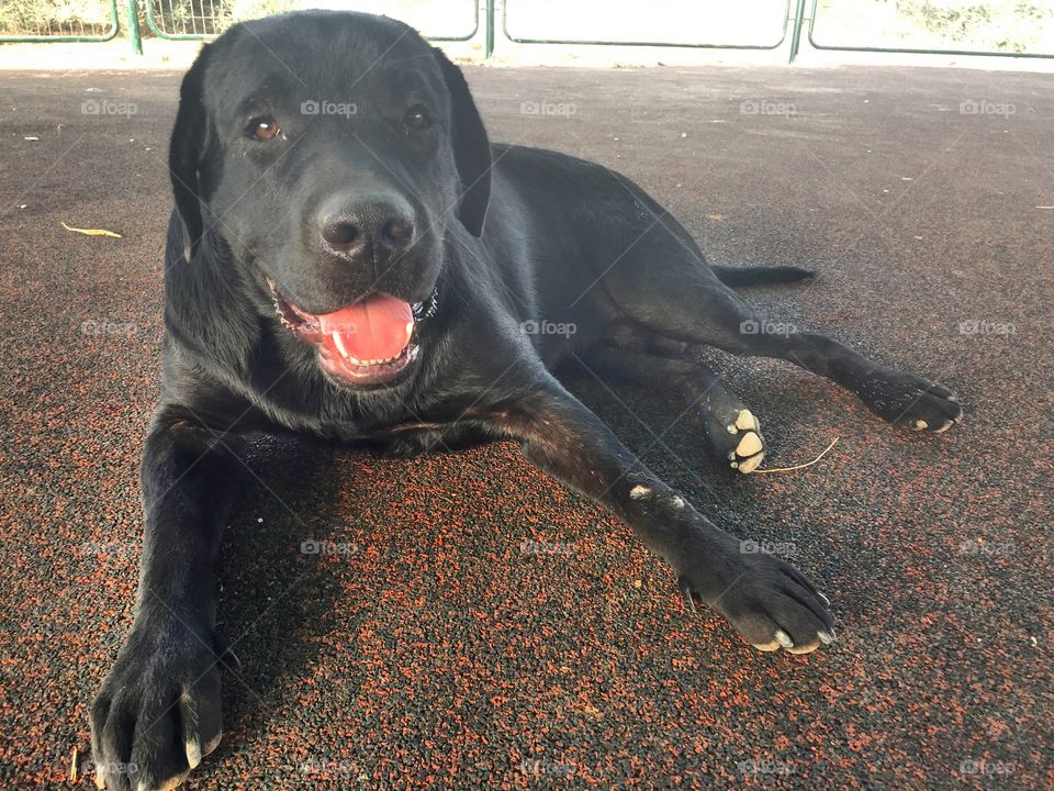 Black Lab