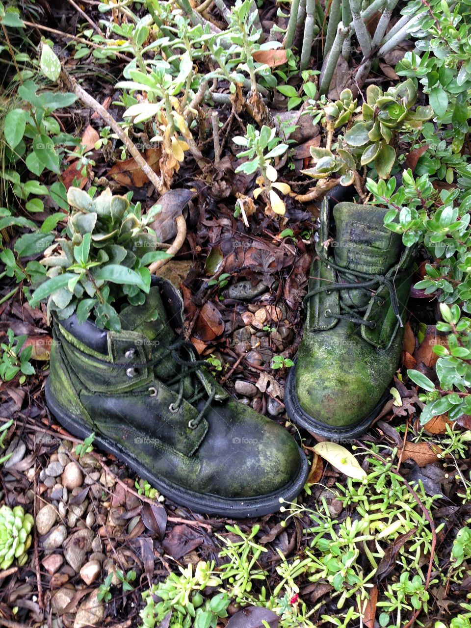 Boots Repurposed For Planting