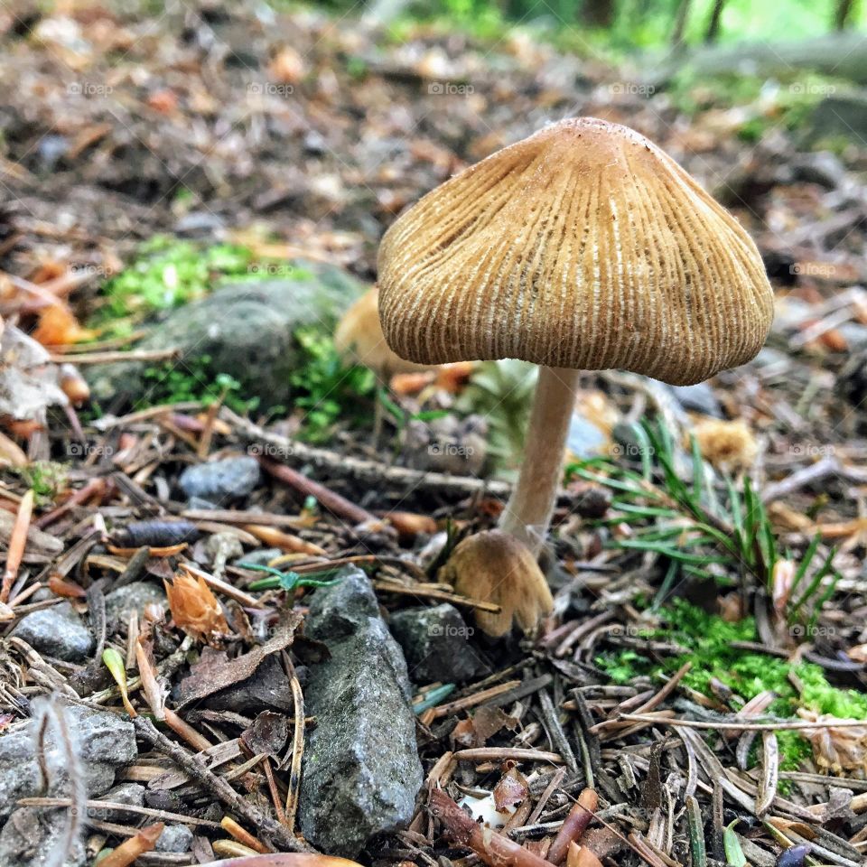 Little frosty mushroom 