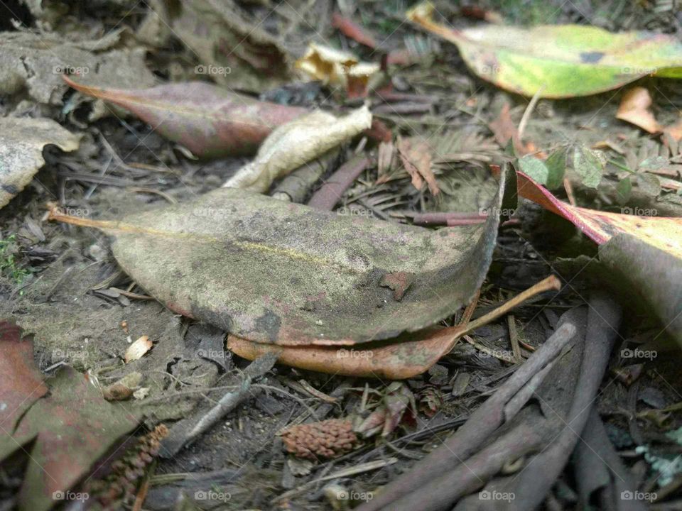 Forgotten leaf