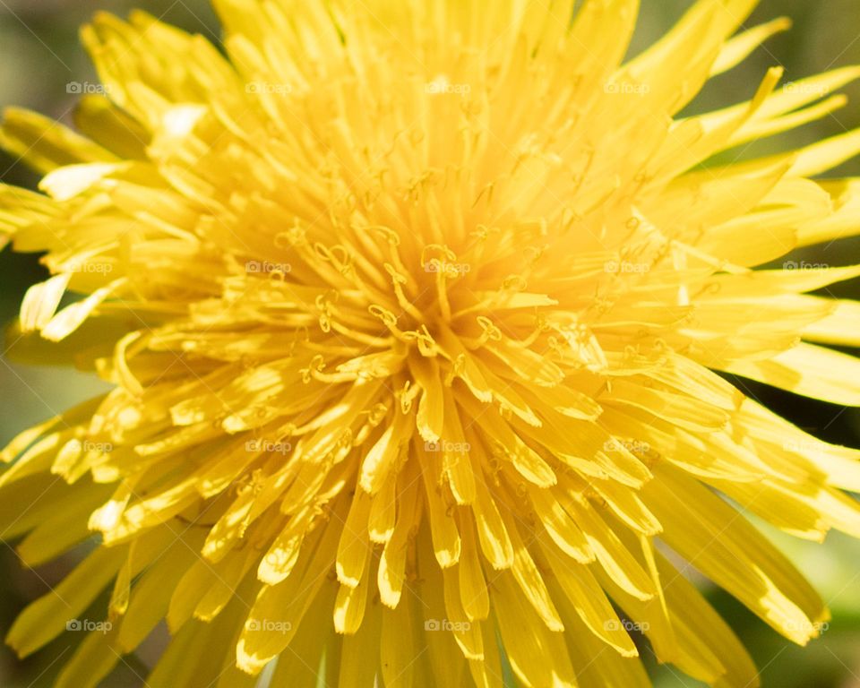 Sunny Day Dandelion