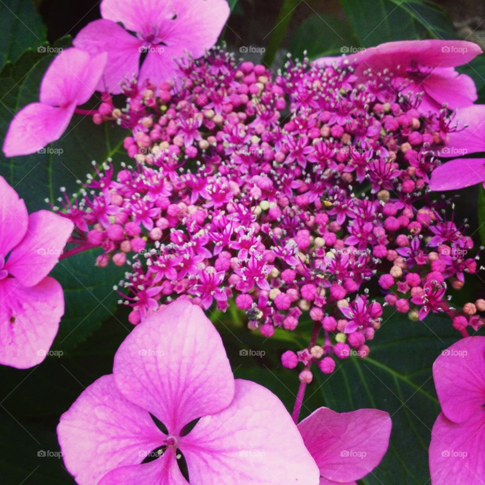 Burgundy . A shade of bright colours in the garden.