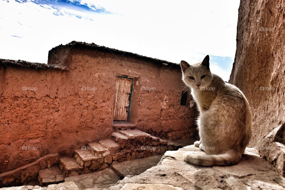 Happy Cat Morocco . Happy Cat Morocco 