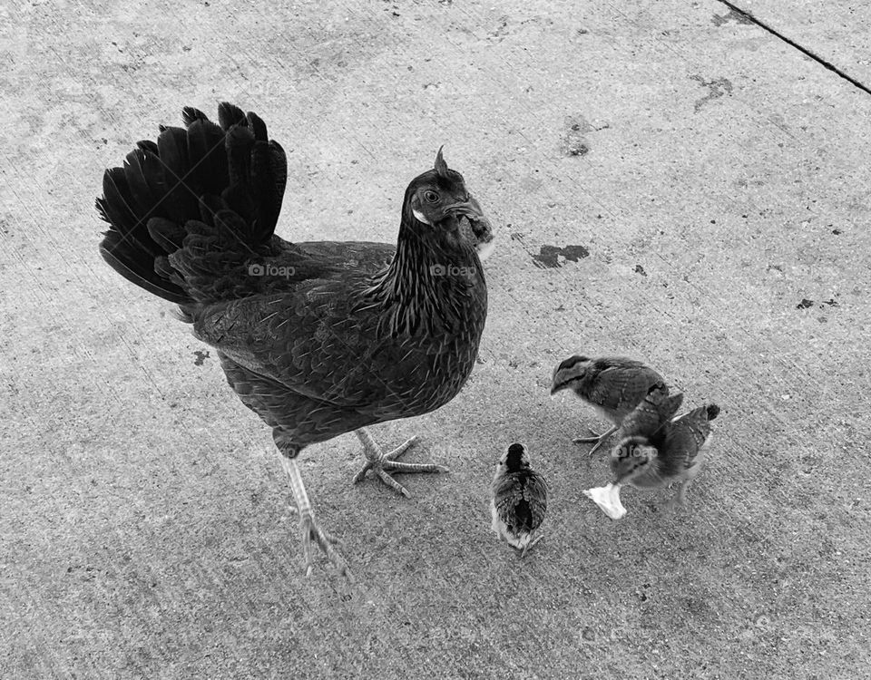 KEY WEST CHICKEN AND HER CHICKS