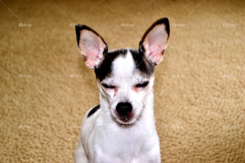 Sleepy chihuahua dog