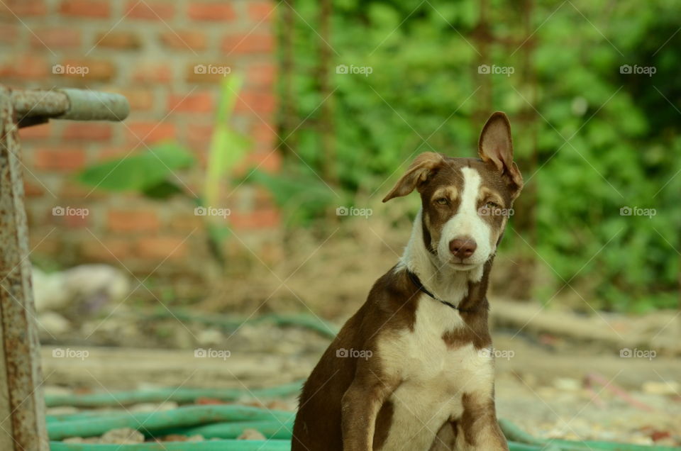 animal's Life style hack_indian fimale crezy dog