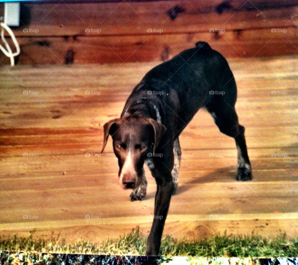 poplar grove il pointer stalking. by doug414