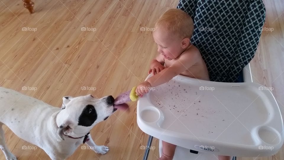 baby shares popsicle with dog. a baby in a high chair sharing popsicle with the dog
