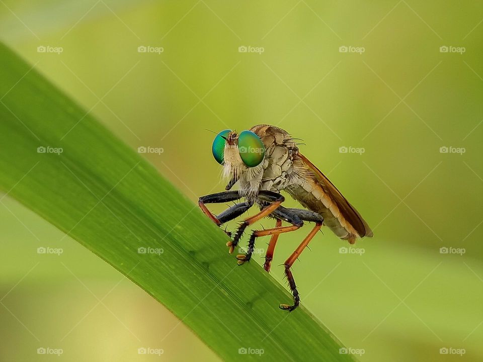 Asilidae from the ground up captured, The Asilidae are the robber fly family, also called assassin flies. They are powerfully built, bristly flies with a short, stout proboscis enclosing the sharp, sucking hypopharynx. The name "robber flies" reflec