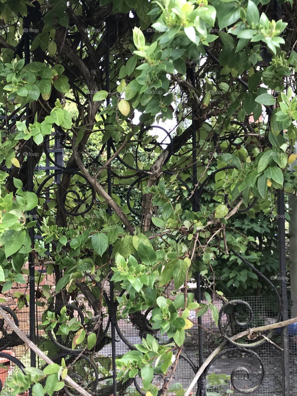 Vines growing through an iron gate