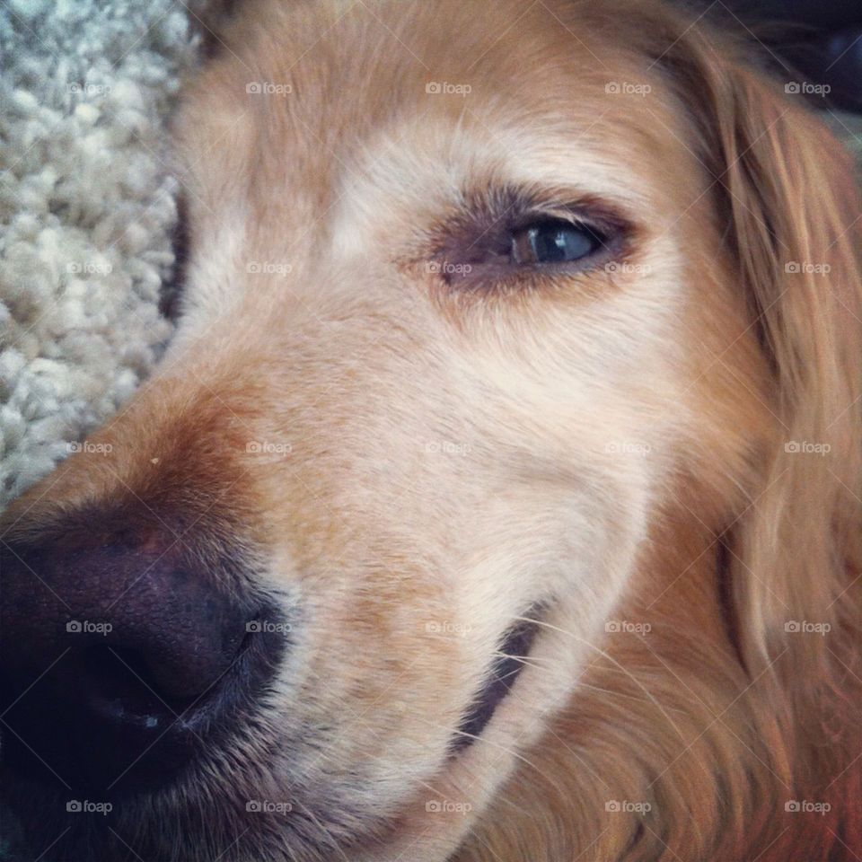 smile dog mammals love by mwixted1