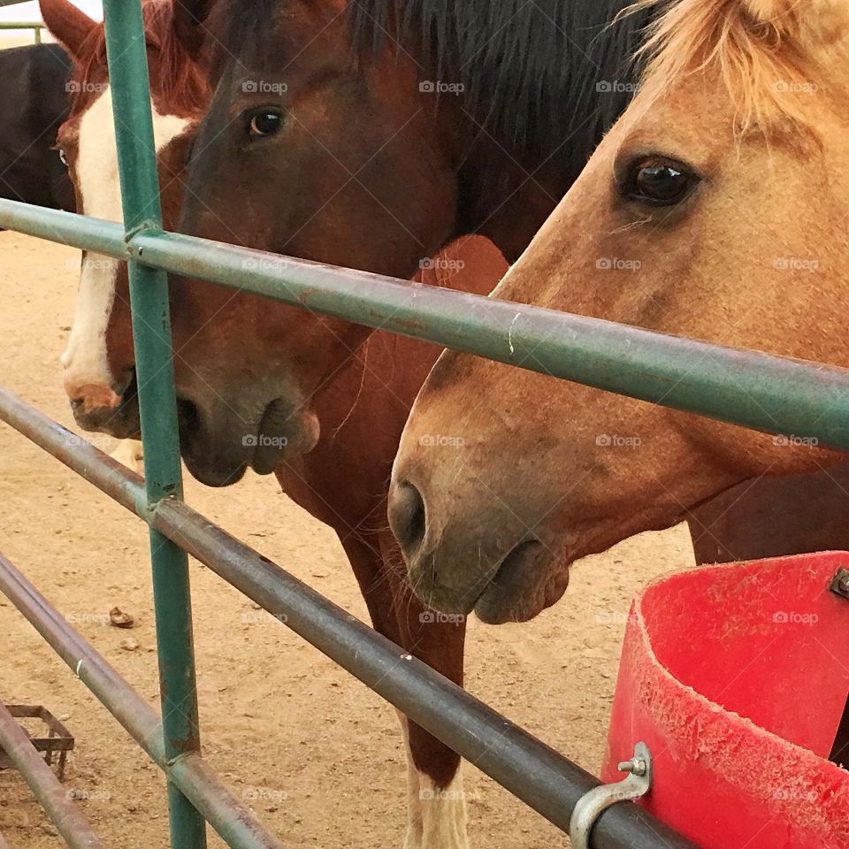 Horses in the corral, feeding time