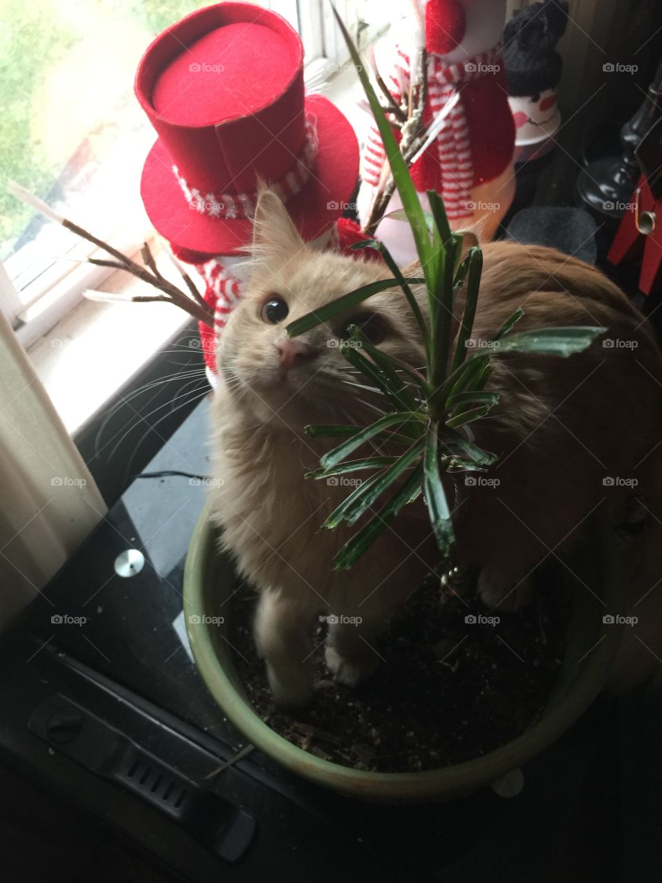 Wonder who ate the plant