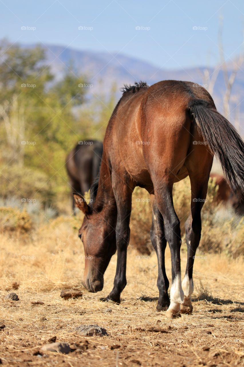 Wild American mustang horses in the high Sierra Nevada desert grazing 