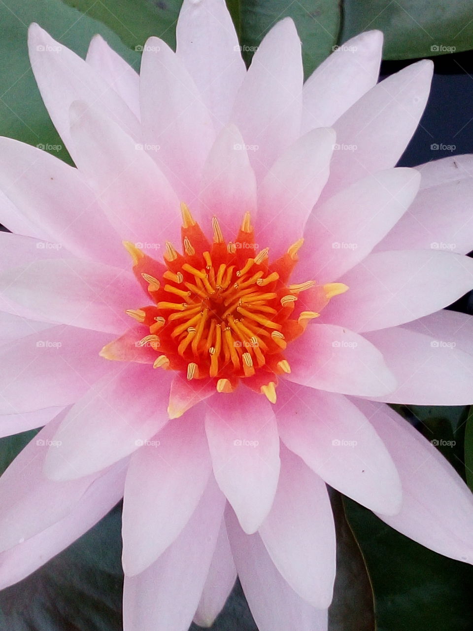 lotus Flower beautiful nature