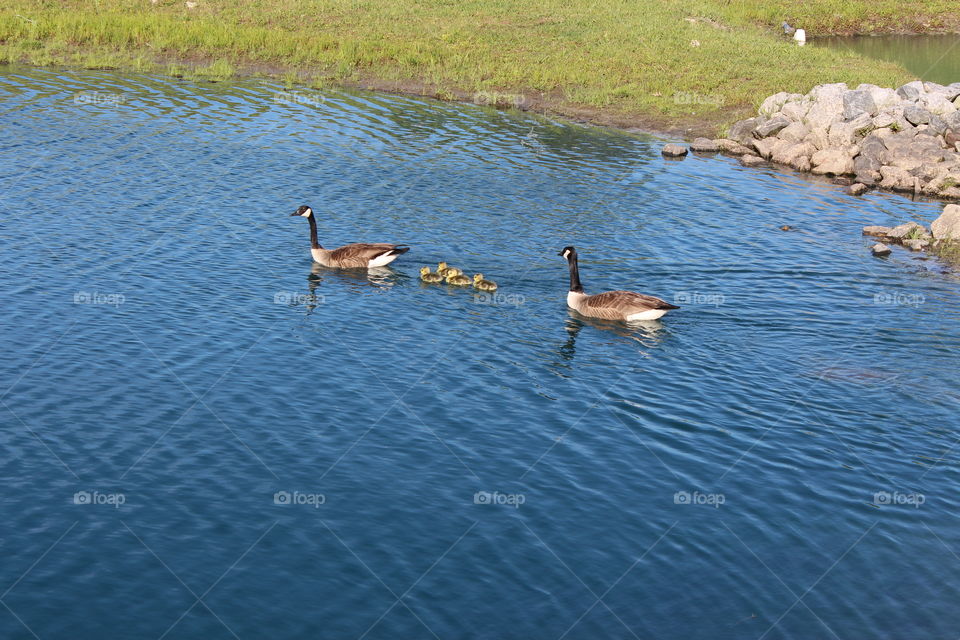 Goose family swims away