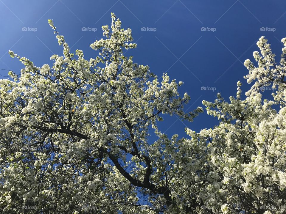 White Blossoms in the Spring 