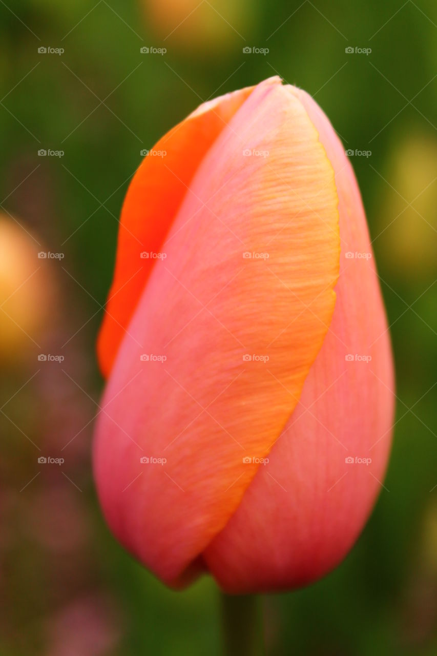 Stand alone tulip