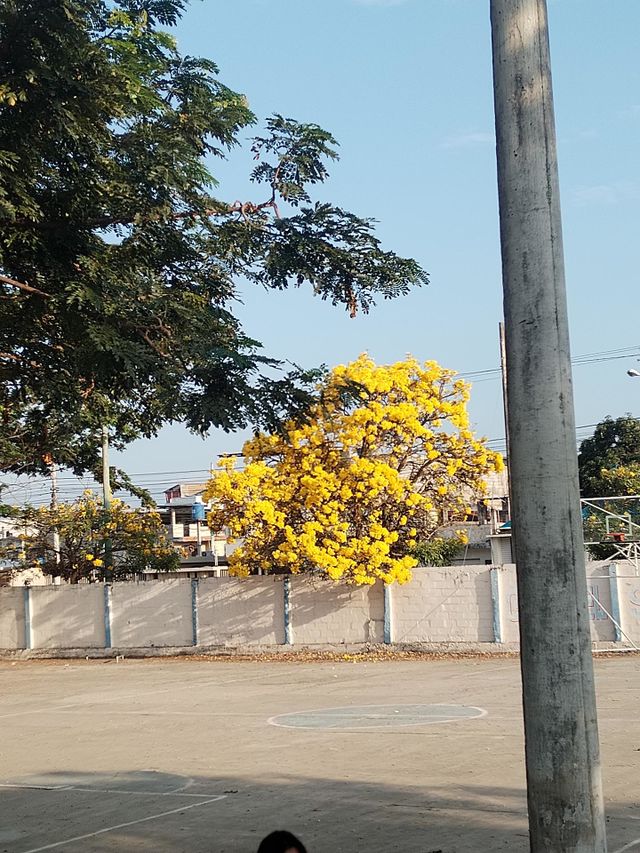 son muy bellas las flores amarillas