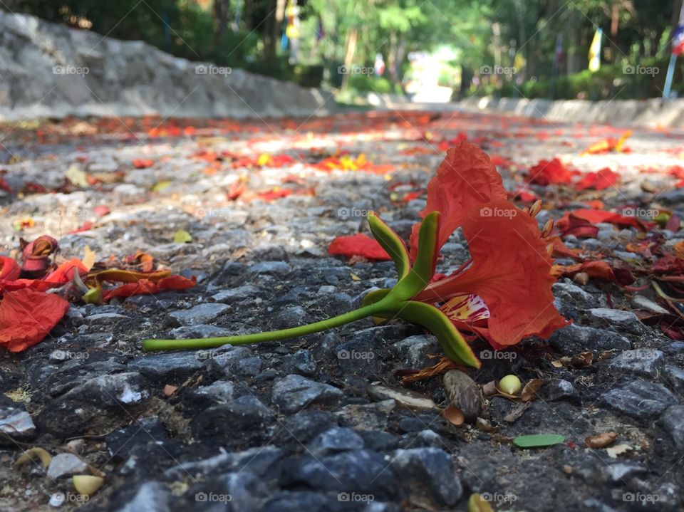 Nature, Leaf, Garden, Flower, Rain