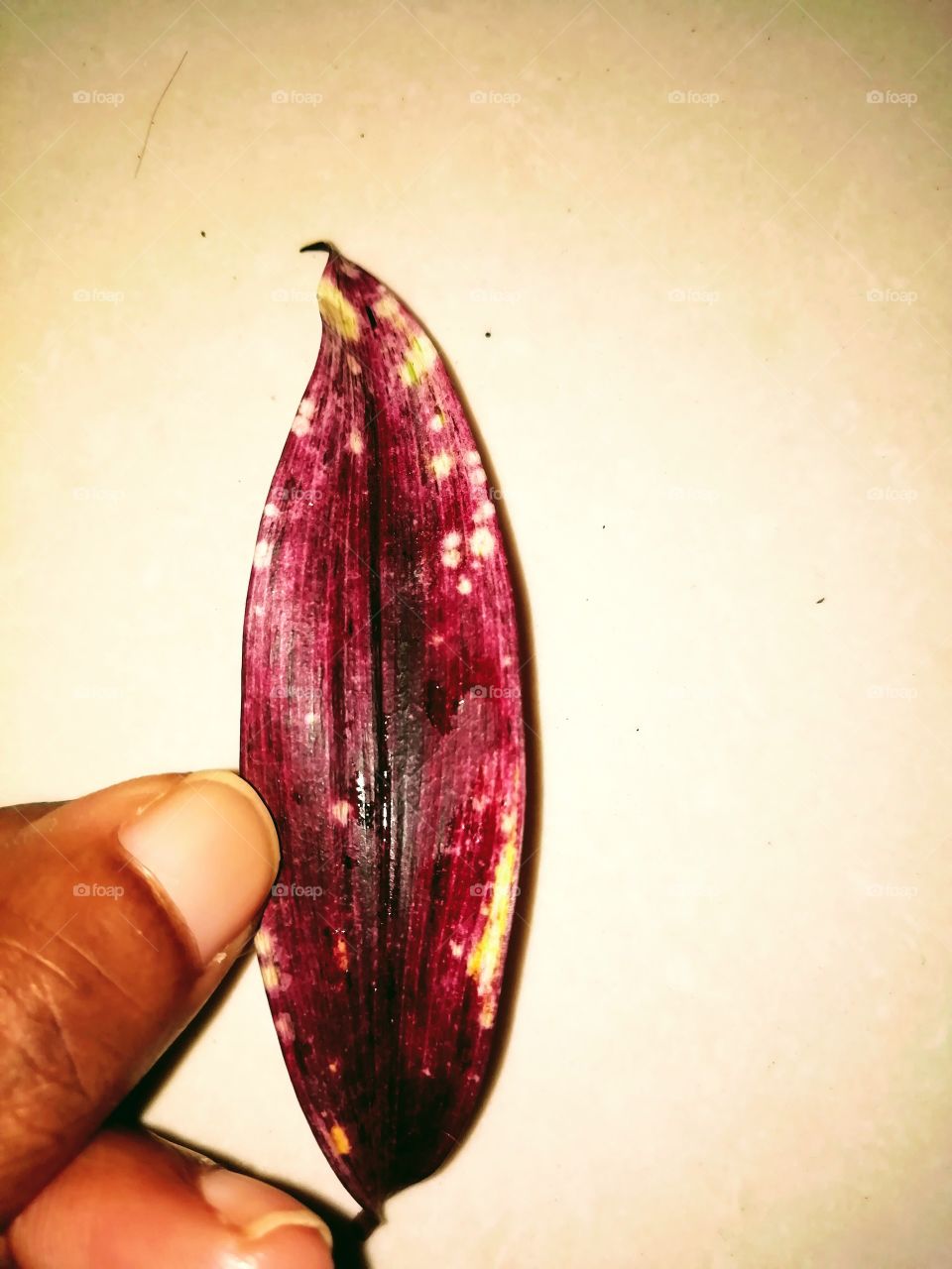 Plant and merun colour